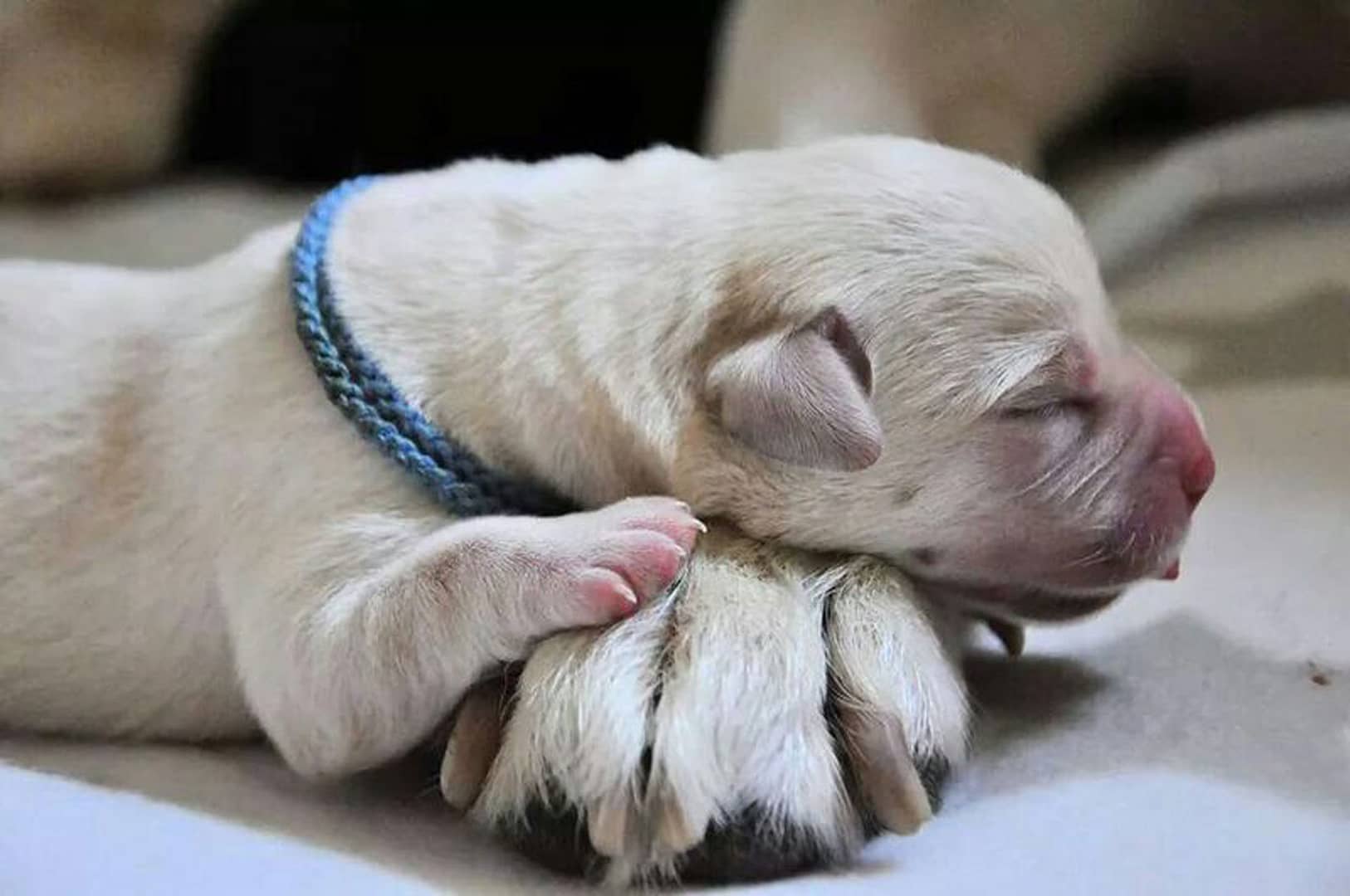 (c) Crystalspirit-labradors.at